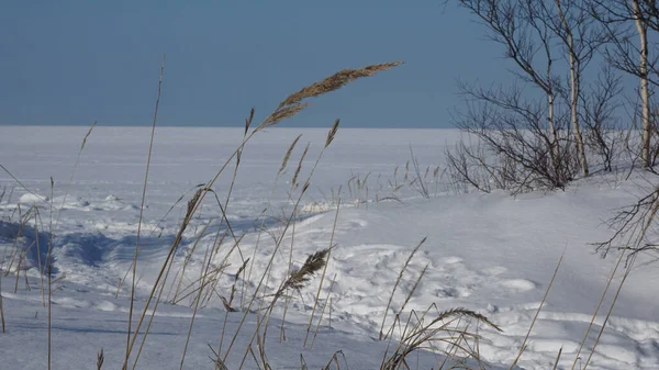 Dry blade of grass against the background of a snowy landscape. White sea and dunes in winter. — 图库照片