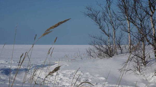 Hoja seca de hierba sobre el fondo de un paisaje nevado. Mar blanco y dunas en invierno. —  Fotos de Stock