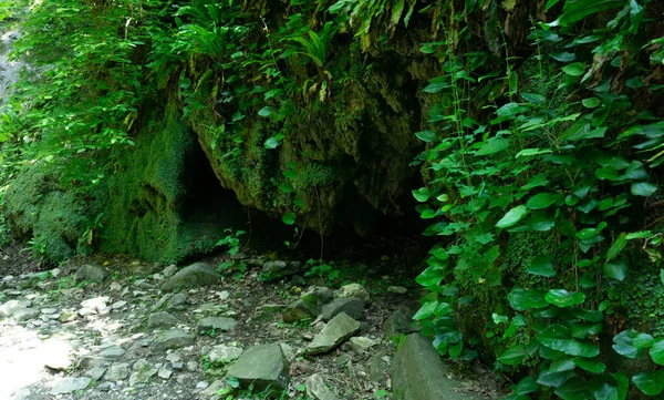Yeşil ormanda yosun kaplı toprak. Sochi, Lazarevskoe, Berendeevo krallığı.