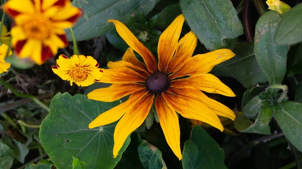 Amarelo-marrom oneflower close-up contra o fundo de folhagem verde e pequenas inflorescências — Fotografia de Stock
