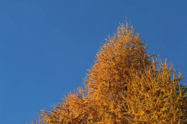 Das Detail Der Lärche Und Ihrer Orangefarbenen Nadeln Einem Strahlend Stockbild