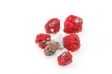 Birkaç küflü ahududu. Çürümüş ve yenilemez. Beyaz arkaplanda izole. 