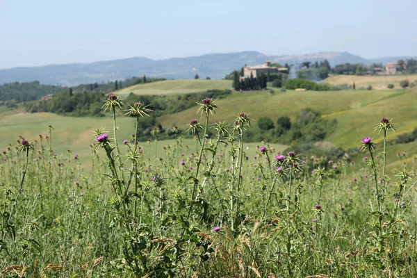 Bela Paisagem Toscana Itália Campos Verdes Frescos Prados Todos Lugares — Fotografia de Stock