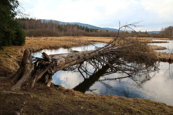 Protected Area Umava National Park Czech Republic Pond Olina Its — Foto de Stock