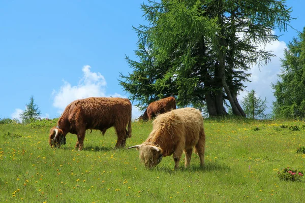 Imagen Hermosa Naturaleza Austria Tauplitzalm Los Alpes Algunas Vacas Pie —  Fotos de Stock