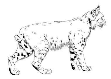 Sivri dişleri olan sırıtan vaşak burnu, el yapımı mürekkep.