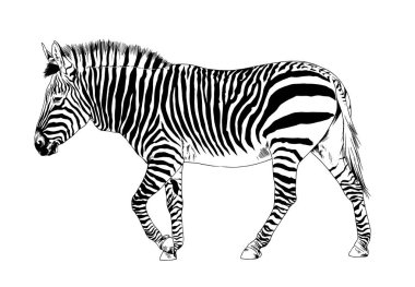 Zıplayan çizgili Afrika Zebra 'sı, el çizimi tam boy mürekkeple.