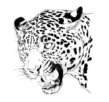 Beyaz bir arka plan dövmesine elle boyanmış bir leopar yüzü.