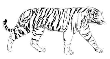 Yırtıcı bir dövme logosunun ellerindeki mürekkeple çizilmiş bir kaplan.