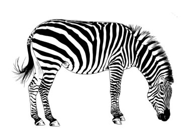 Zıplayan çizgili Afrika Zebra 'sı, el çizimi tam boy mürekkeple.