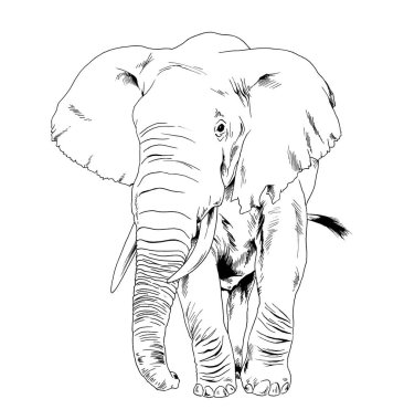 Beyaz arka plan çizimine elle mürekkeple çizilmiş büyük bir fil resmi.