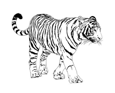 Yırtıcı bir dövme logosunun ellerindeki mürekkeple çizilmiş bir kaplan.