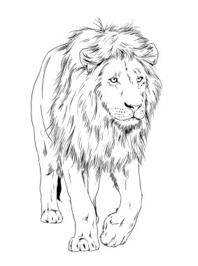 Yeleli büyük bir aslan beyaz bir arka planda elle mürekkeple boyanır.
