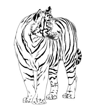 Yırtıcı bir dövme logosunun ellerindeki mürekkeple çizilmiş bir kaplan.