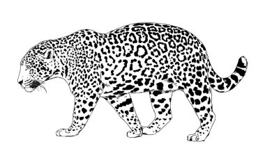 Beyaz bir arka plan dövmesine elle boyanmış bir leopar yüzü.