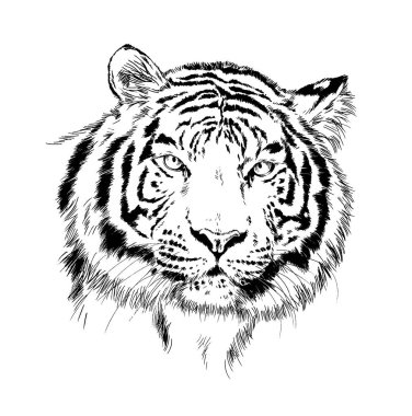 Yırtıcı bir dövme logosunun ellerindeki mürekkeple çizilmiş bir kaplan.