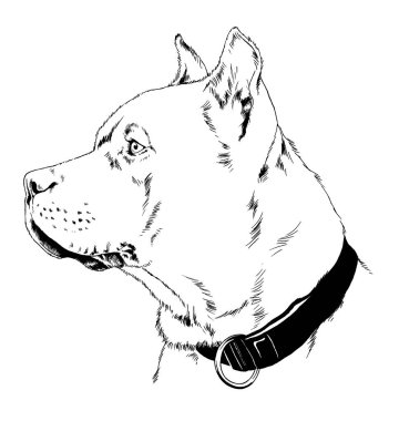 Saldırgan pitbull, tehditkar dişleri olan, logo için elle çizilmiş bir köpek.