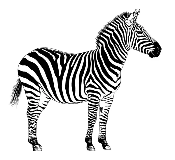Jumping Striped African Zebra Hand Drawn Full Length — Stock Photo, Image