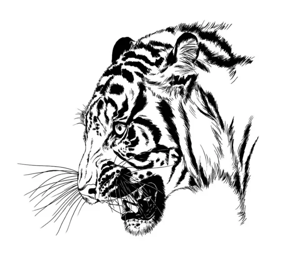 Ragadozó Tetoválás Logójának Kezéből Tintát Húzott Tigris — Stock Fotó