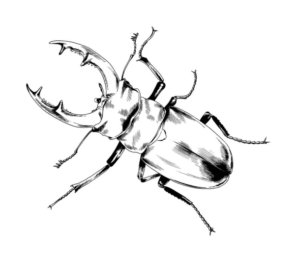 Crawling Beetle Drawn Ink Black White — Stock Photo, Image