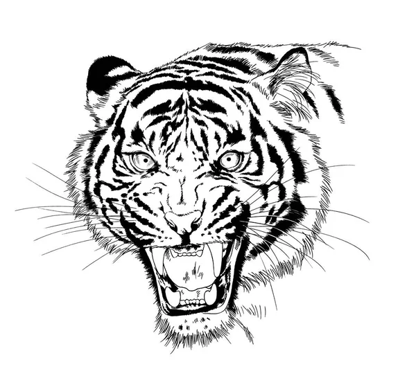 Tygr Nakreslený Inkoustem Rukou Tetování Dravce — Stock fotografie
