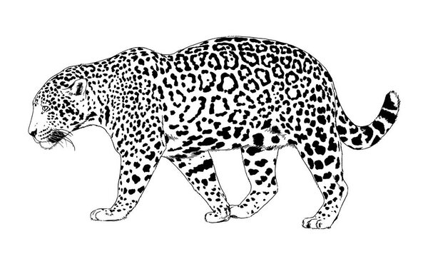 snarling face of a leopard painted by hand on a white background tattoo