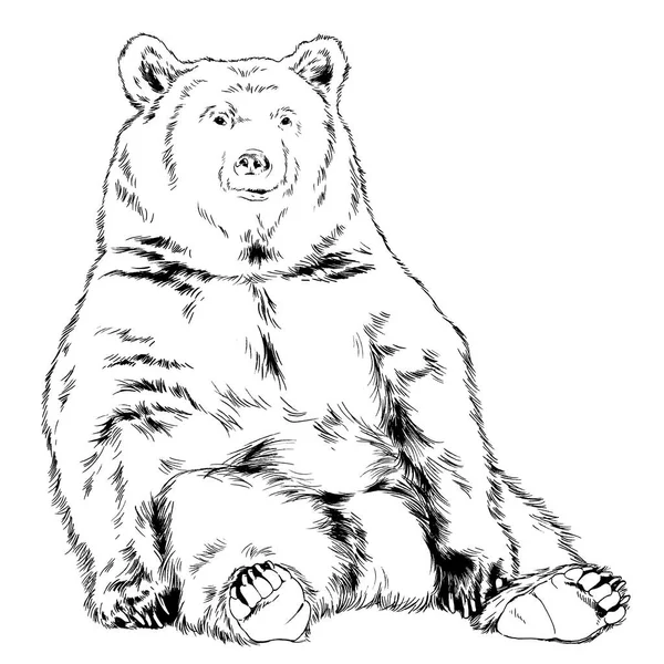 Μεγάλη Καφέ Αρκούδα Γκρίζλι Ζωγραφισμένη Μελάνι Χέρι Λευκό Φόντο — Φωτογραφία Αρχείου