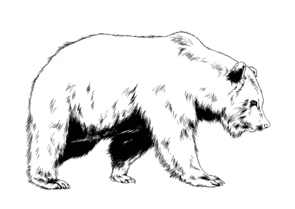 Big Brown Grizzly Bear Drawn Ink Hand White Background — Stock Photo, Image