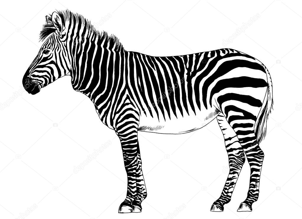 Jumping striped African Zebra, hand-drawn in full- length ink