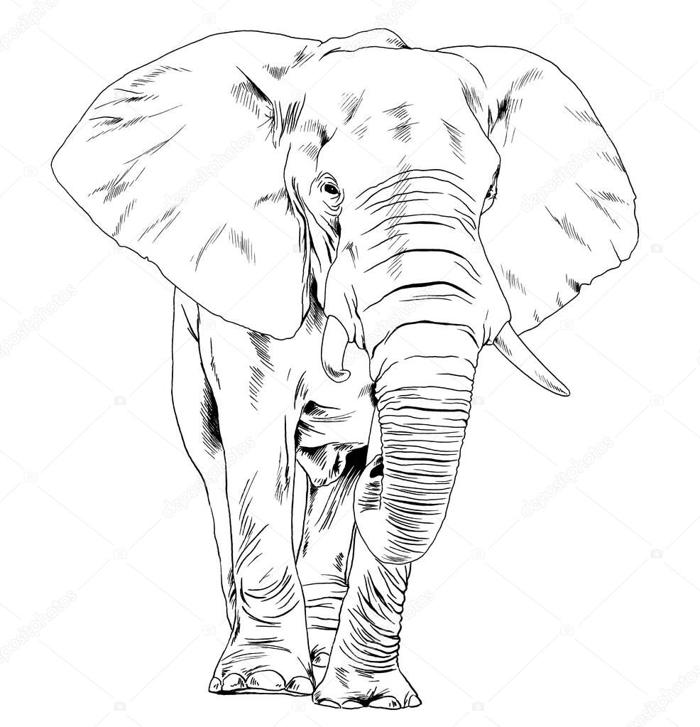 Large full-length elephant drawn in ink by hand on a white background sketch
