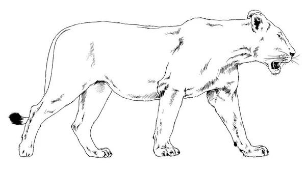 たてがみを持つ大きなライオンは手でインクで描かれています — ストック写真