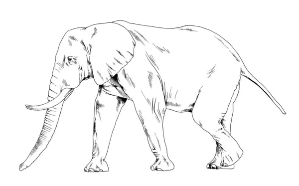 Large Full Length Elephant Drawn Ink Hand White Background Sketch — Stock Photo, Image