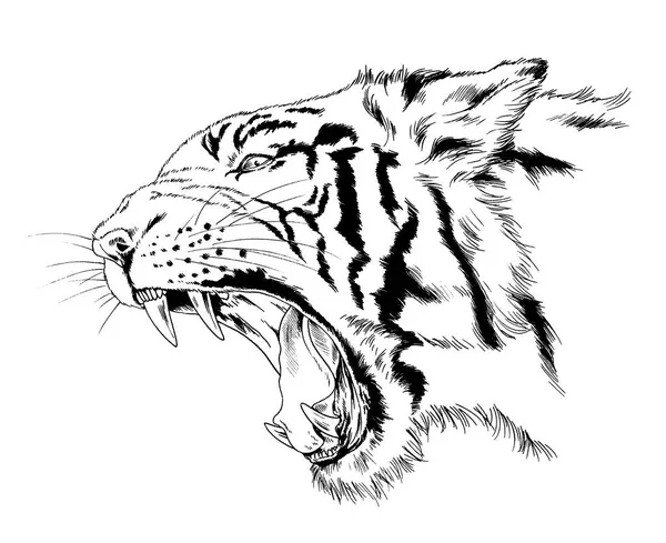 Tygr Nakreslený Inkoustem Rukou Tetování Dravce — Stock fotografie