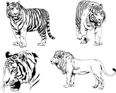vektör çizimleri çizimler farklı yırtıcı hayvan, kaplan aslan çita ve leopar mürekkep el tarafından nesneleri arka plan ile çizilir