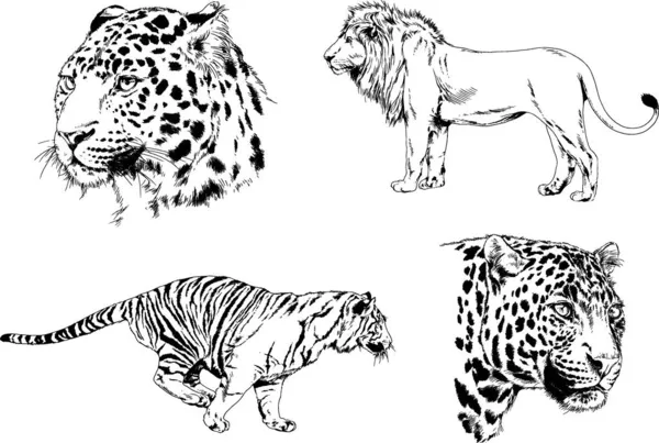 Desenhos Vetoriais Esboços Predador Diferente Leões Tigres Chitas Leopardos São — Vetor de Stock