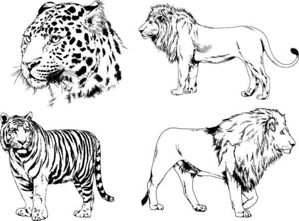 Dibujos Vectoriales Bocetos Diferentes Depredadores Tigres Leones Guepardos Leopardos Dibujan — Archivo Imágenes Vectoriales