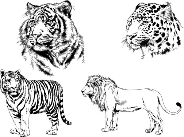 Vector Drawings Sketches Different Predator Tigers Lions Cheetahs Leopards Drawn — Stock Vector