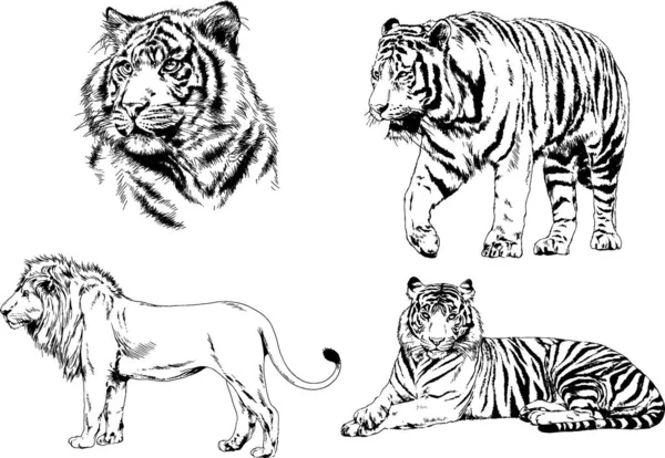 Dibujos Vectoriales Bocetos Diferentes Depredadores Tigres Leones Guepardos Leopardos Dibujan — Archivo Imágenes Vectoriales