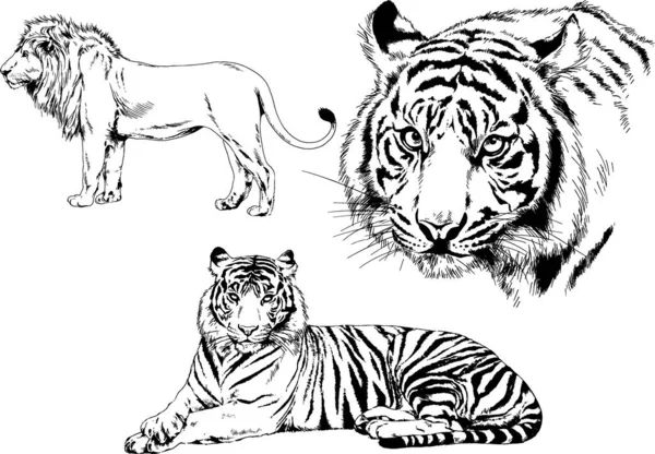 Dibujos Vectoriales Bocetos Diferentes Depredadores Tigres Leones Guepardos Leopardos Dibujan — Vector de stock