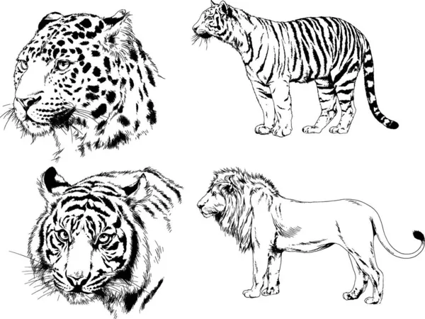 Dibujos Vectoriales Bocetos Diferentes Depredadores Tigres Leones Guepardos Leopardos Dibujan — Archivo Imágenes Vectoriales