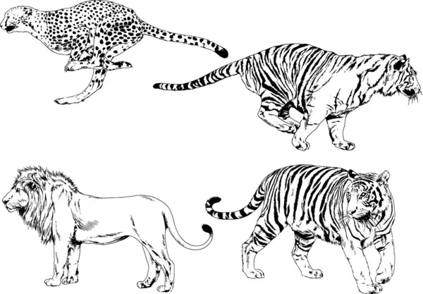 Vektortegninger Skitserer Forskellige Rovdyr Tigre Løver Geparder Leoparder Tegnet Med – Stock-vektor