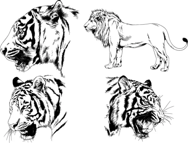 Dibujos Vectoriales Bocetos Diferentes Depredadores Tigres Leones Guepardos Leopardos Dibujan — Archivo Imágenes Vectoriales