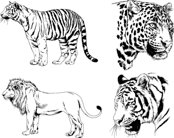 Vektorové Kresby Náčrty Jiný Predátor Gepardi Lvi Tygři Levharti Jsou — Stockový vektor