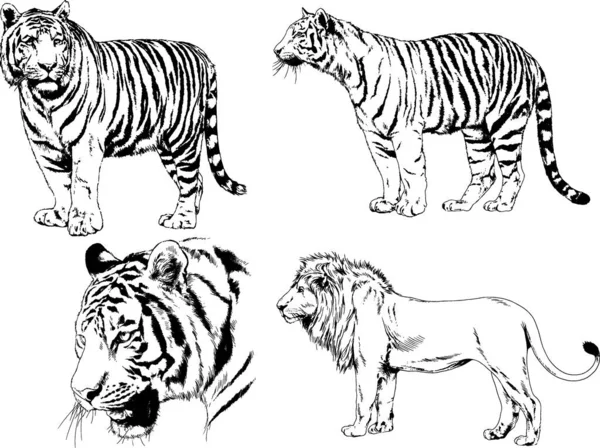 Dibujos Vectoriales Bocetos Diferentes Depredadores Tigres Leones Guepardos Leopardos Dibujan — Archivo Imágenes Vectoriales