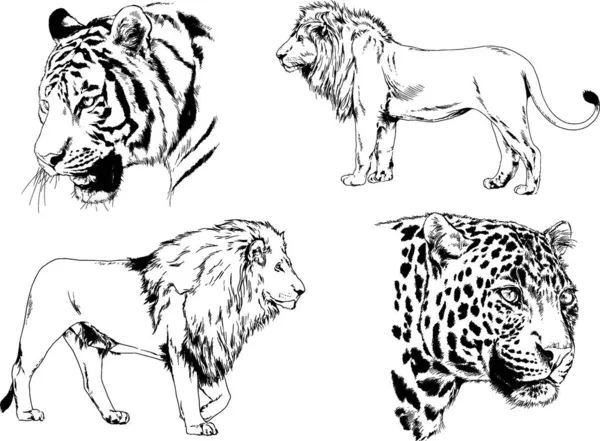 Desenhos Vetoriais Esboços Predador Diferente Leões Tigres Chitas Leopardos São —  Vetores de Stock