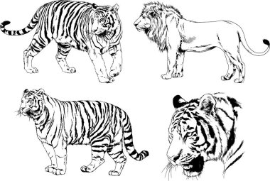 vektör çizimleri çizimler farklı yırtıcı hayvan, kaplan aslan çita ve leopar mürekkep el tarafından nesneleri arka plan ile çizilir