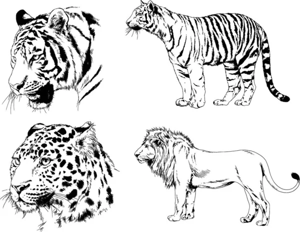 Dibujos Vectoriales Bocetos Diferentes Depredadores Tigres Leones Guepardos Leopardos Dibujan — Vector de stock