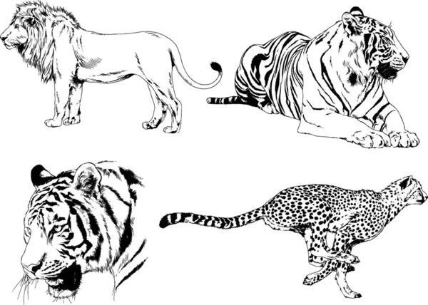 Dessins Vectoriels Esquisse Différents Prédateurs Tigres Lions Guépards Léopards Sont — Image vectorielle