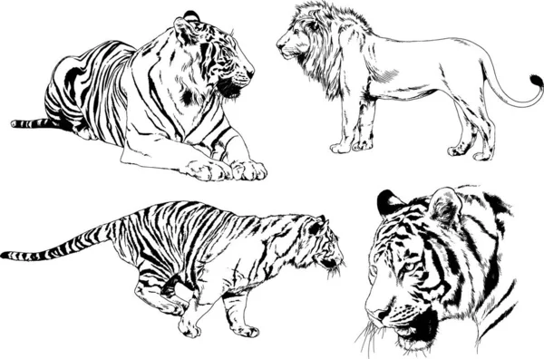 Dibujos Vectoriales Bocetos Diferentes Depredadores Tigres Leones Guepardos Leopardos Dibujan — Archivo Imágenes Vectoriales