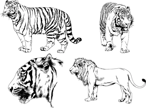 Desenhos Vetoriais Esboços Predador Diferente Leões Tigres Chitas Leopardos São — Vetor de Stock